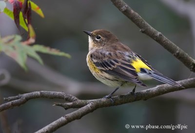 Yellow-Rumped Warbler