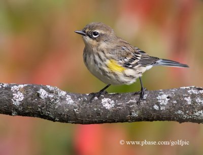 Yellow-Rumped Warbler