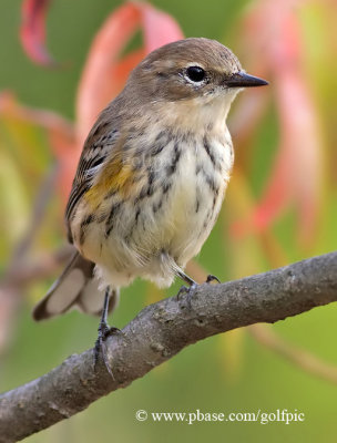 Yellow-Rumped Warbler