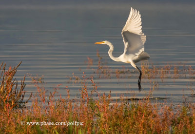 Great Egret