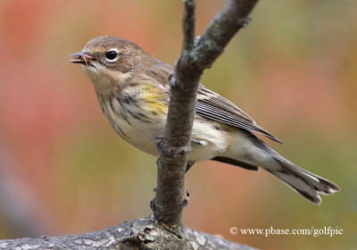 Yellow-Rumped Warbler with insect meal