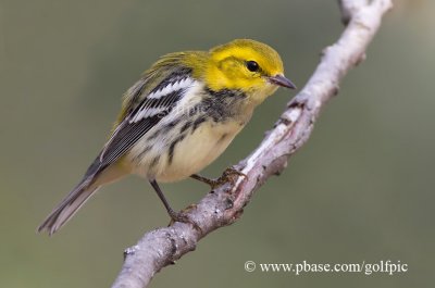 Black-throated Green warbler