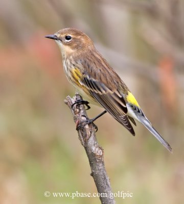 Yellow-Rumped Warbler