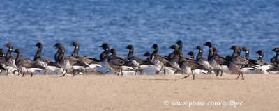 March of the Brant