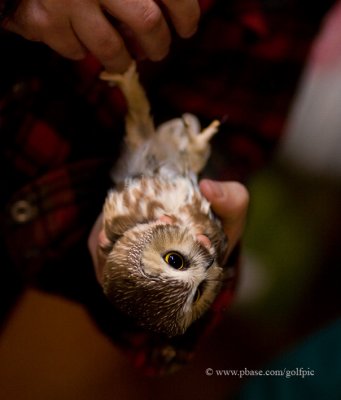 Saw-whet Owl