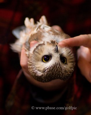 Saw-whet Owl