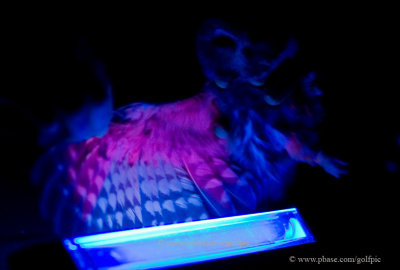 Saw-whet owl wing glows under ultra-violet light.