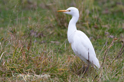 Cattle Egret