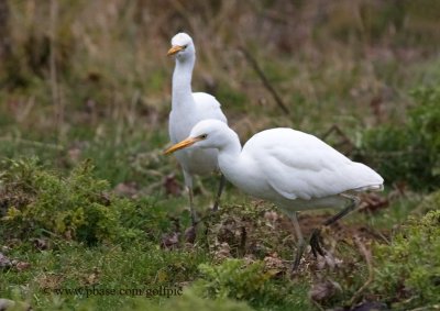 Cattle Egret