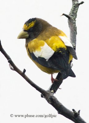 Evening Grosbeak (adult male)