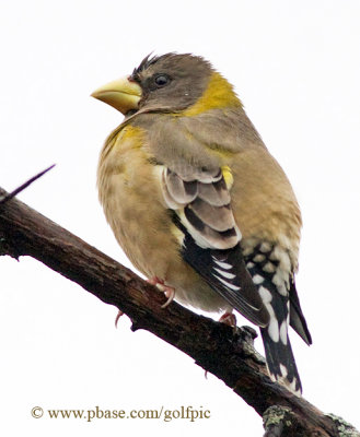 Evening Grosbeak