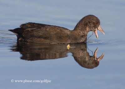 American Coot