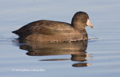 American Coot