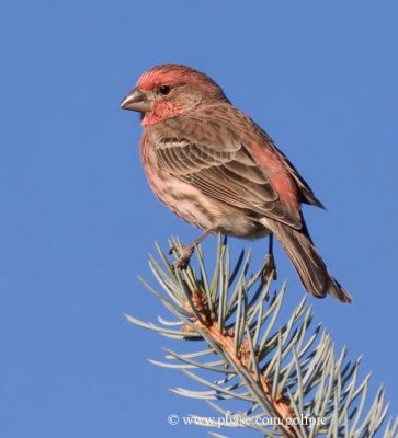 House Finch