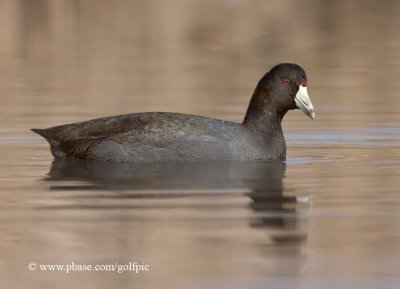 American Coot