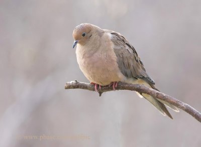 Mourning Dove