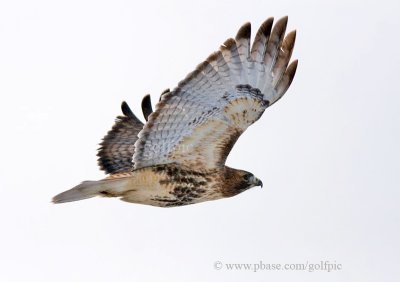 Redtail Hawk