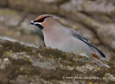 Bohemian Waxwing