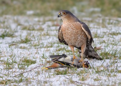 Sharp-Shinned Hawk and one less Bohemian Waxwing