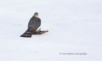 Sharp-Shinned Hawk and Bohemian Waxwing on ice