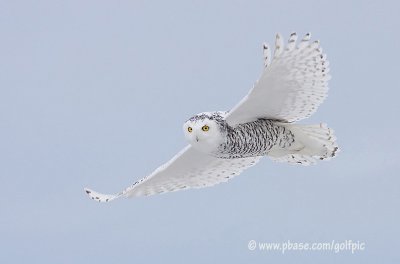 snowyowl2008nsn.jpg