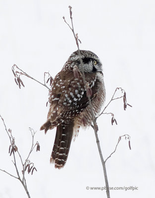 Hawk Owl returns to the same place.  Barred owl at Old Quarry Trail.
