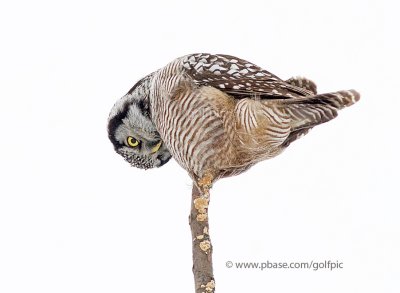 Northern Hawk Owl