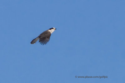 Gray Jay flies away after saying hello to the Hawk Owl