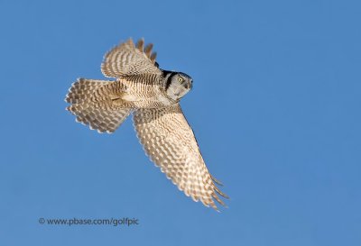 Northern Hawk Owl