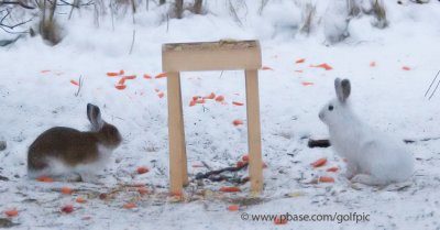 Snowshoe Hares