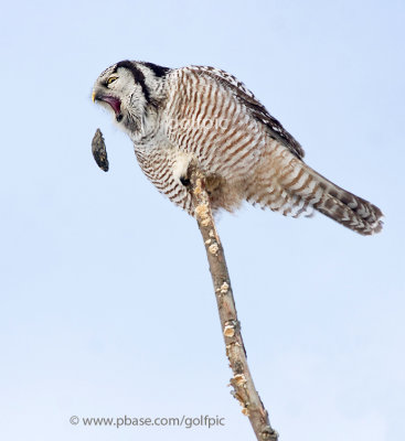 Northern Hawk Owl pellet