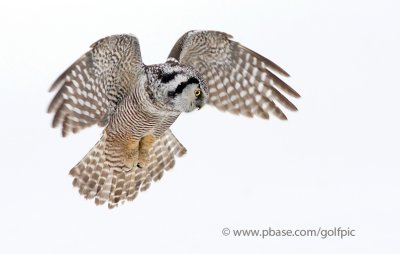 Northern Hawk Owl and directions