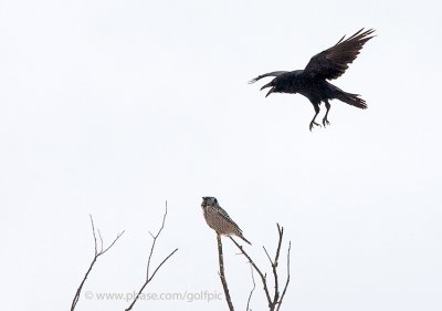 Northern Hawk Owl being harassed 