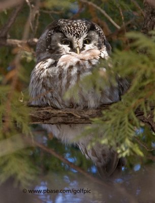 Boreal Owl