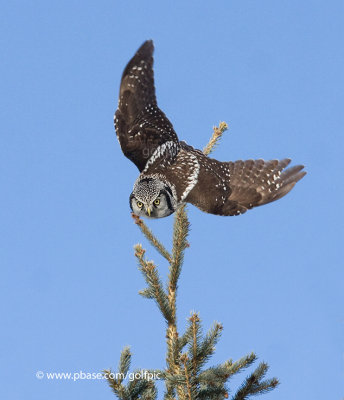 Northern Hawk Owl