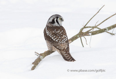 Northern Hawk Owl