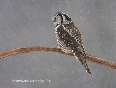 Northern Hawk Owl (one of 15+ reported)