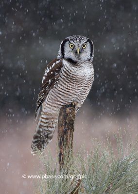 Northern Hawk Owl