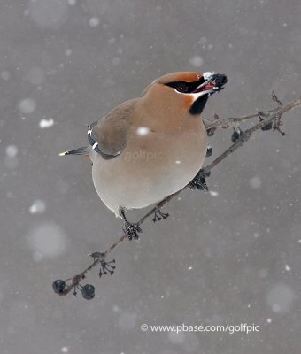 Bohemian Waxwing in snow