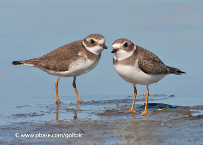 Semi-Palmated Plovers