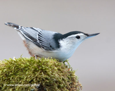 White-breasted Nuthatch