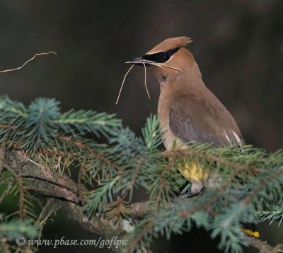 Cedar Waxwing nest building