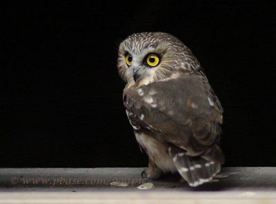 Saw-whet Owl