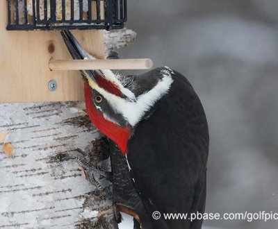 Pileated Woodpecker