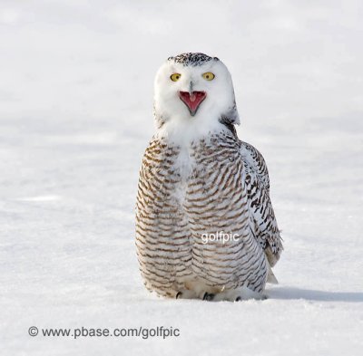 Snowy Owl