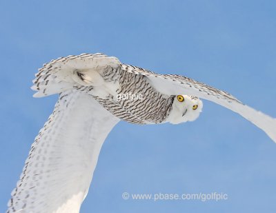 Snowy Owl