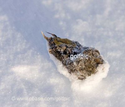 A Snowy Owl pellet