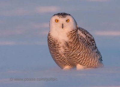 Snowy Owl sunset