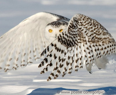 Snowy Owl