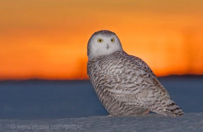 snowyowl200870x4.jpg